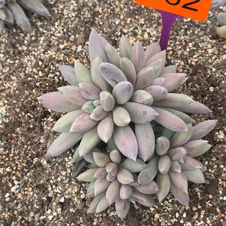 多肉植物海豚体哥特562