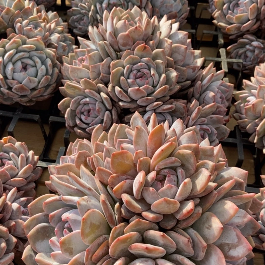 五百任意挑选两个大包脸