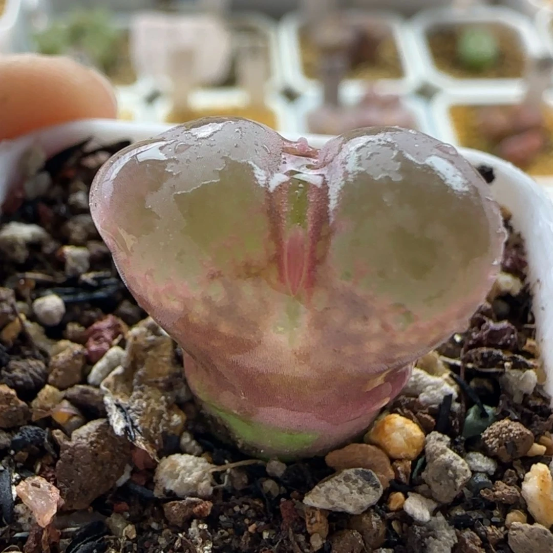 【闪购商品】21058