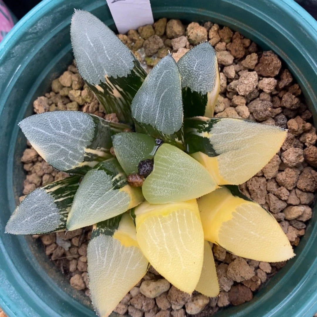 一颗实生大克锦