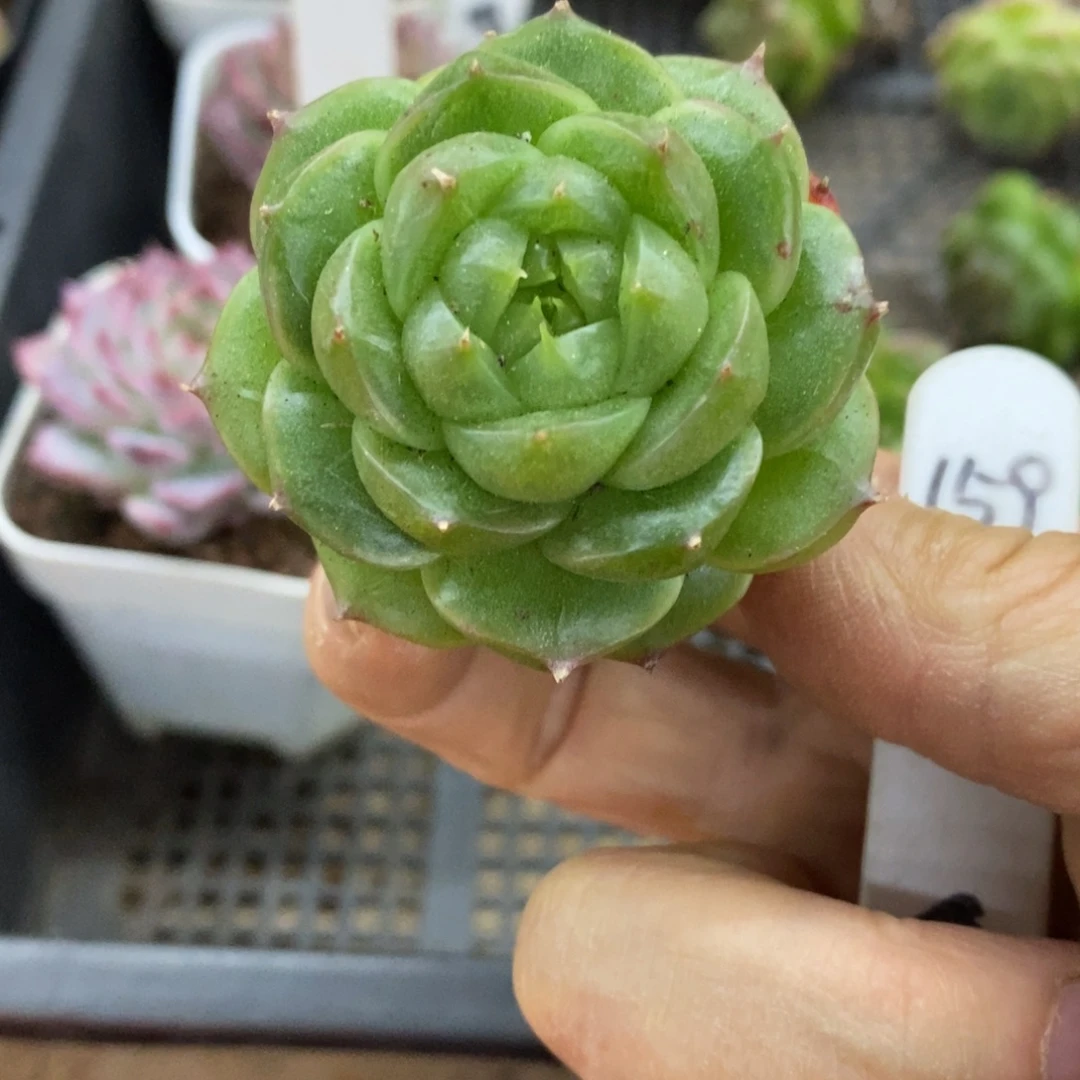精品多肉一物一拍不包整159