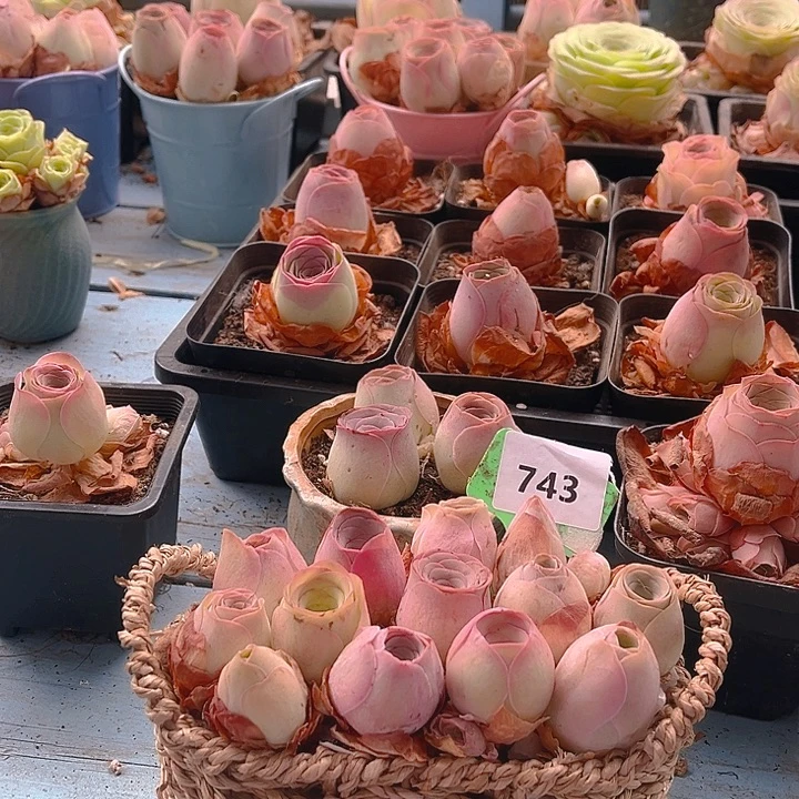743花篮组合一物一拍