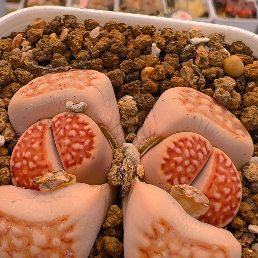 25多肉植物百科名片