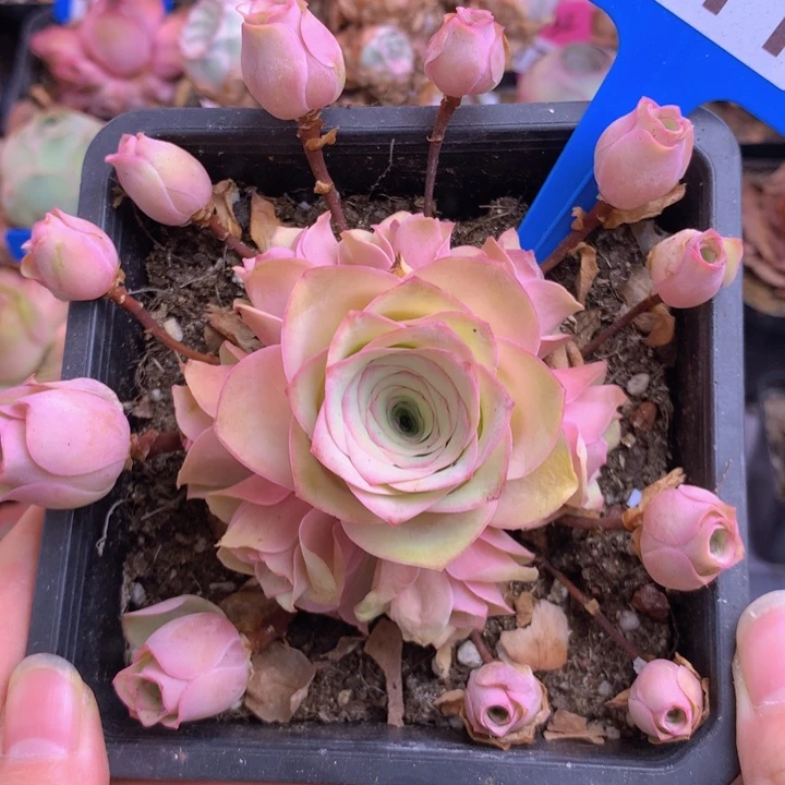 一物一拍月影寒211