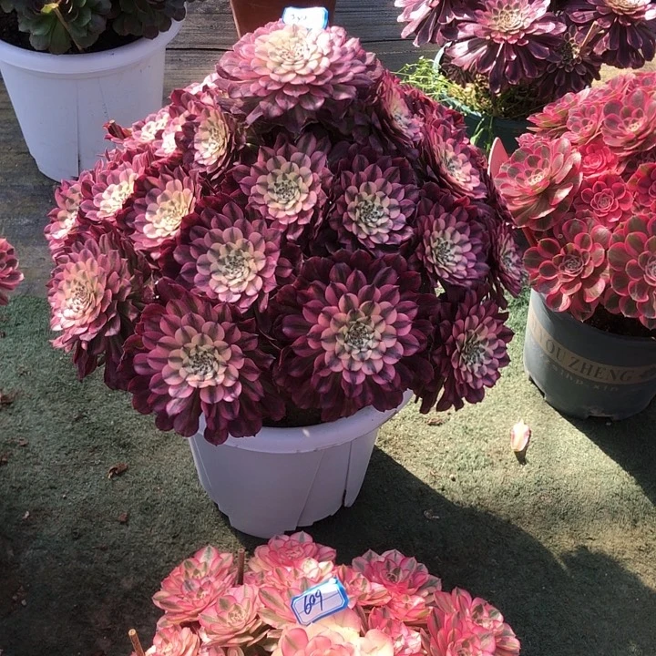 猫*599辉煌多肉法师