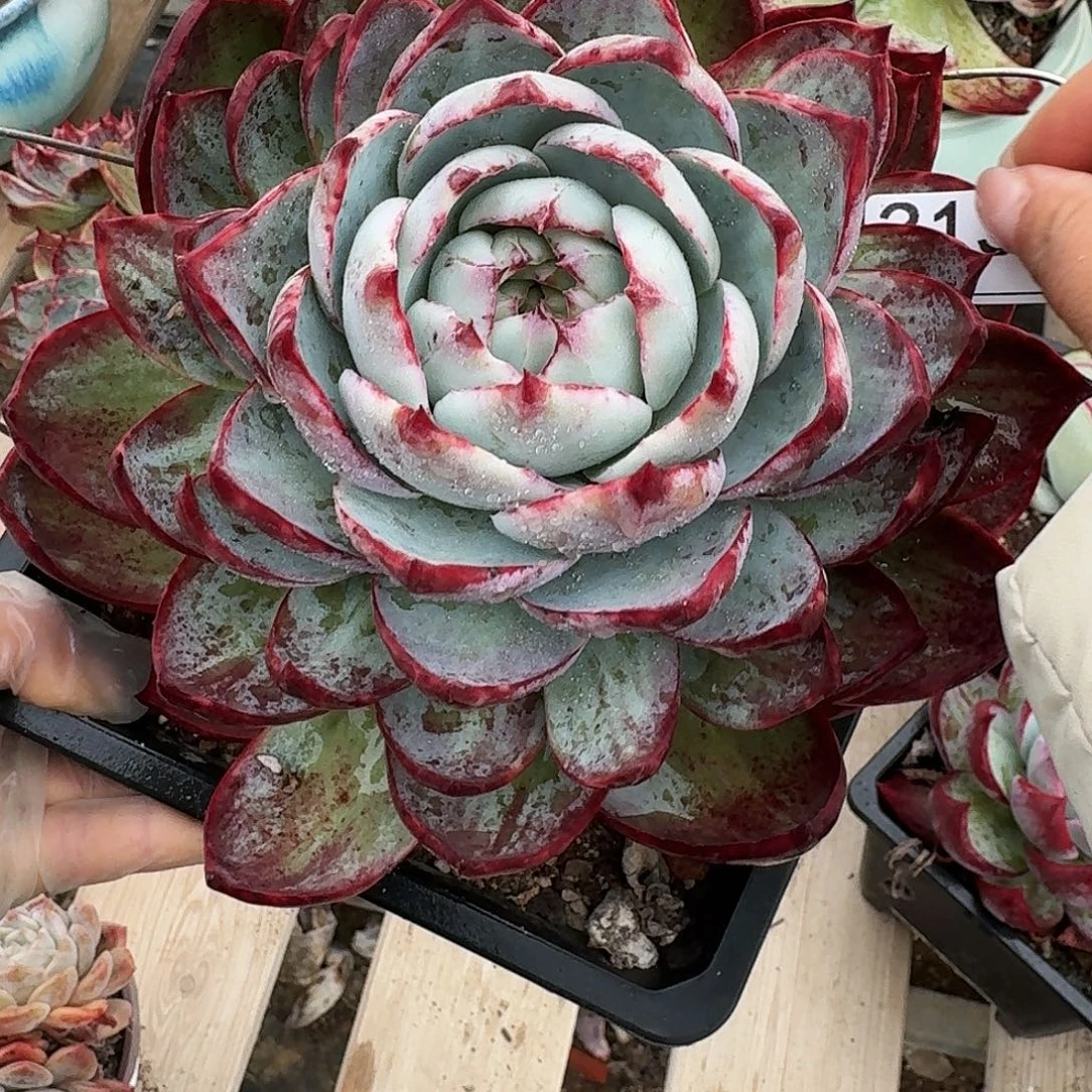 花***生惊鸿仙子 3133..........