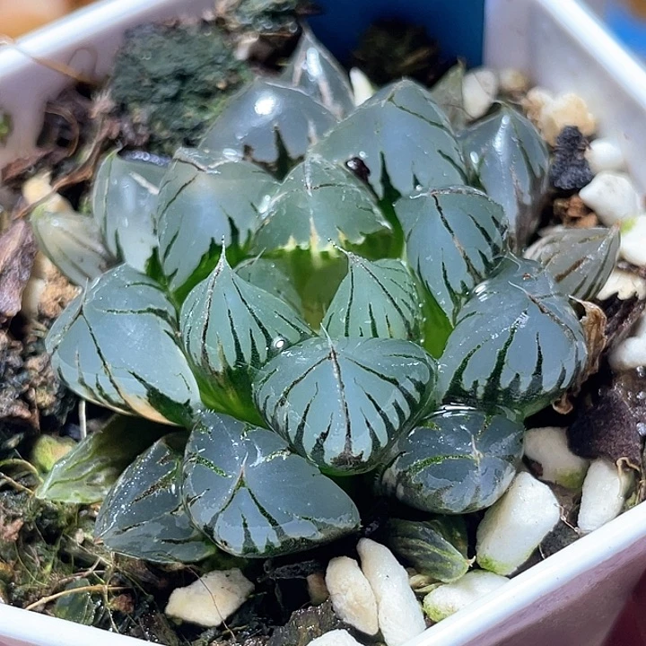 827水晶玉露锦特选福利