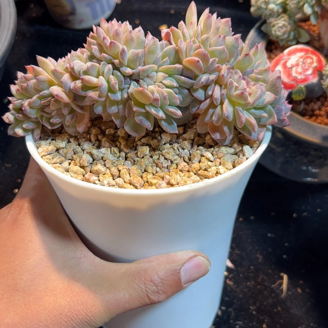 新年快乐 新年快乐