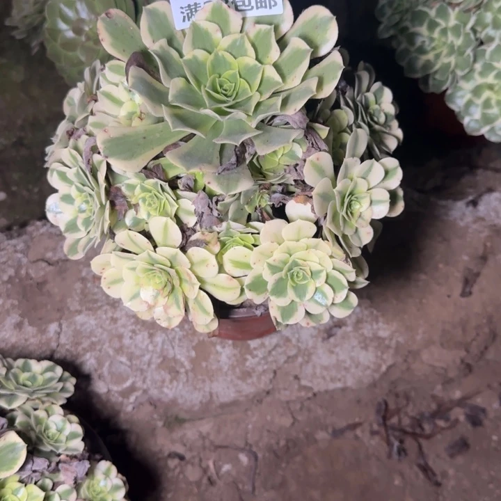 5344二号棚绿豆沙K