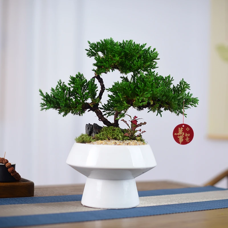 造型真柏盆景室内客厅桌面松柏真树迎客松盆栽四季常青好养送礼物