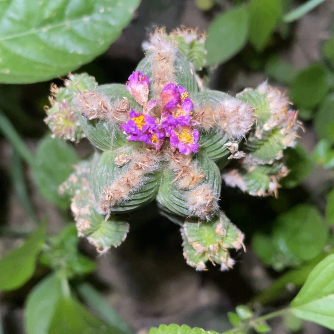 全部花朵五星花笼群体 开花珠