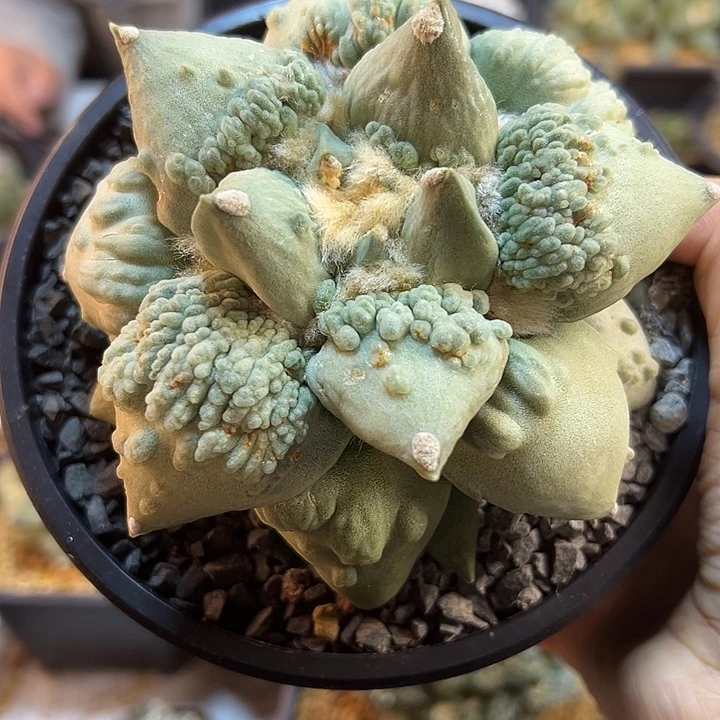 14号实生村主怒12公分萝卜根