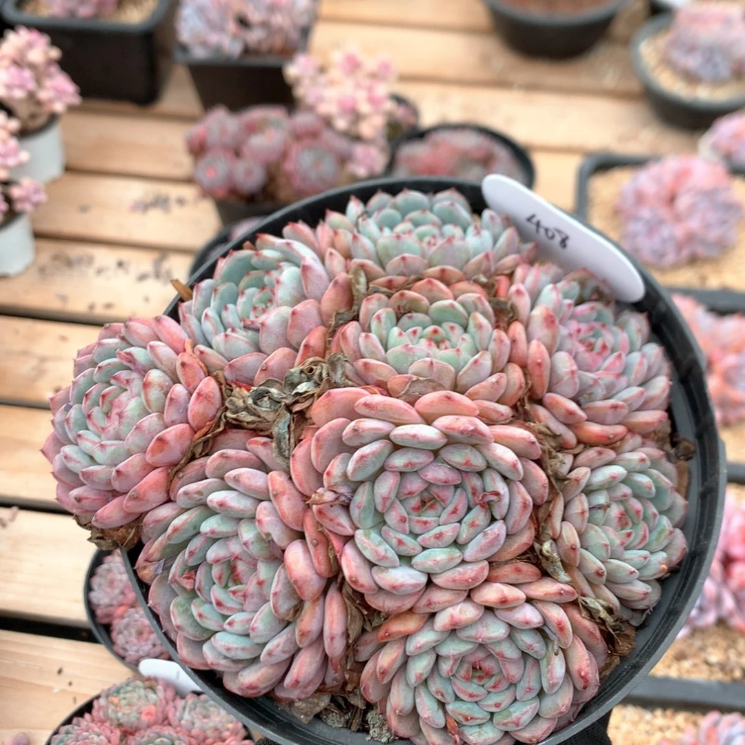 15厘米九头有砍白胖子 捧花 408