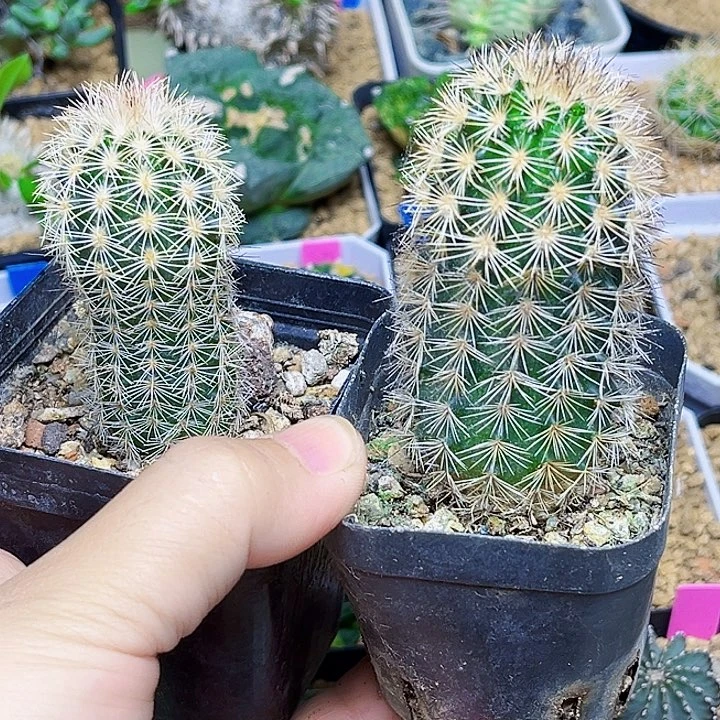 虾一颗一颗的一颗