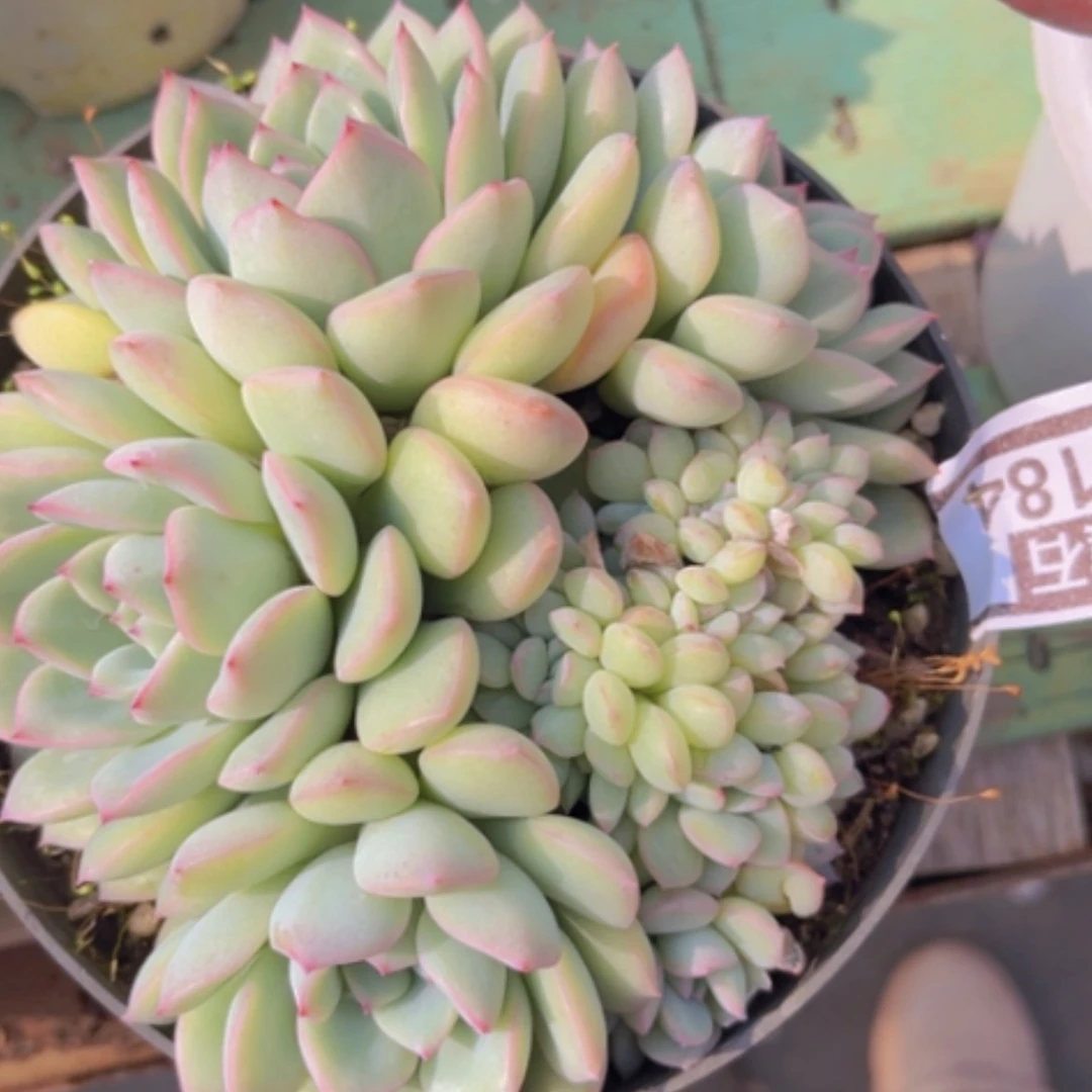 【闪购商品】～***～荷花缀14184