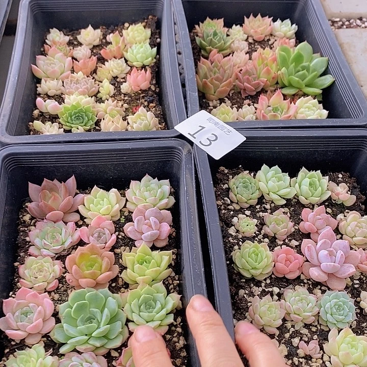 13 多肉植物盆栽花卉