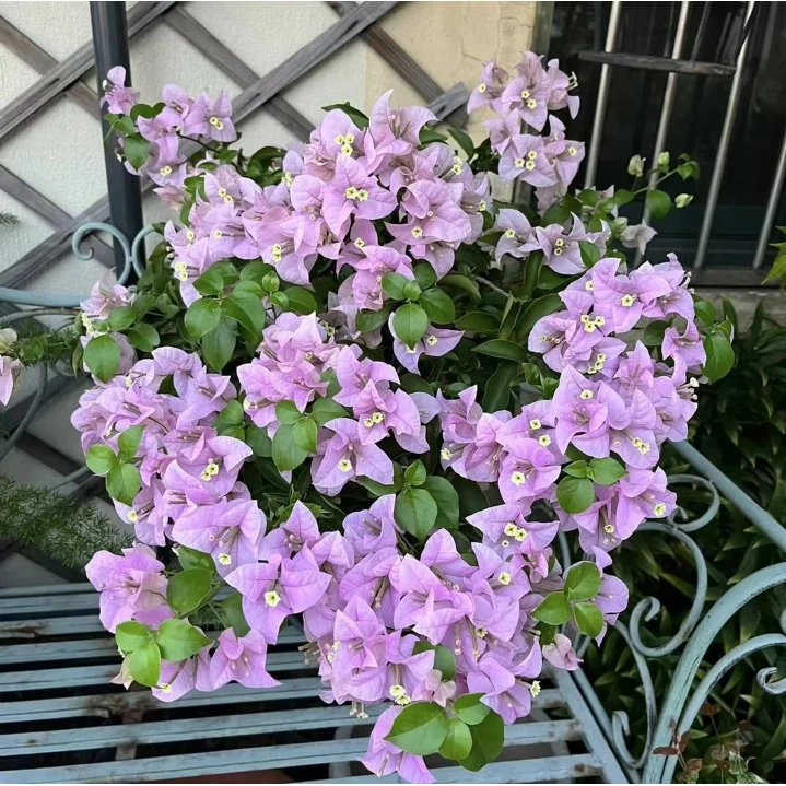 三角梅名品（巴西紫）扦插苗带叶带土带根