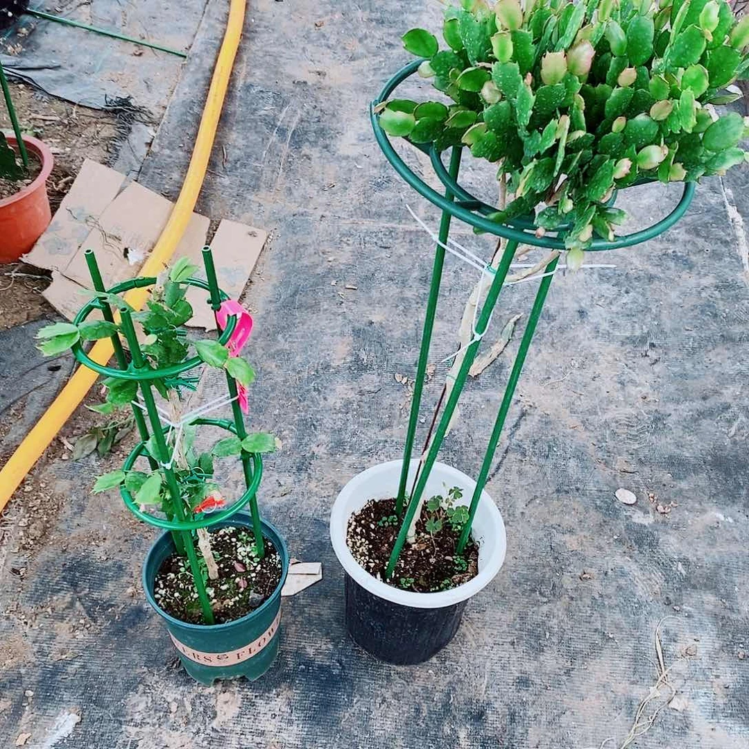 雪***康无花朵树形，双层重半
