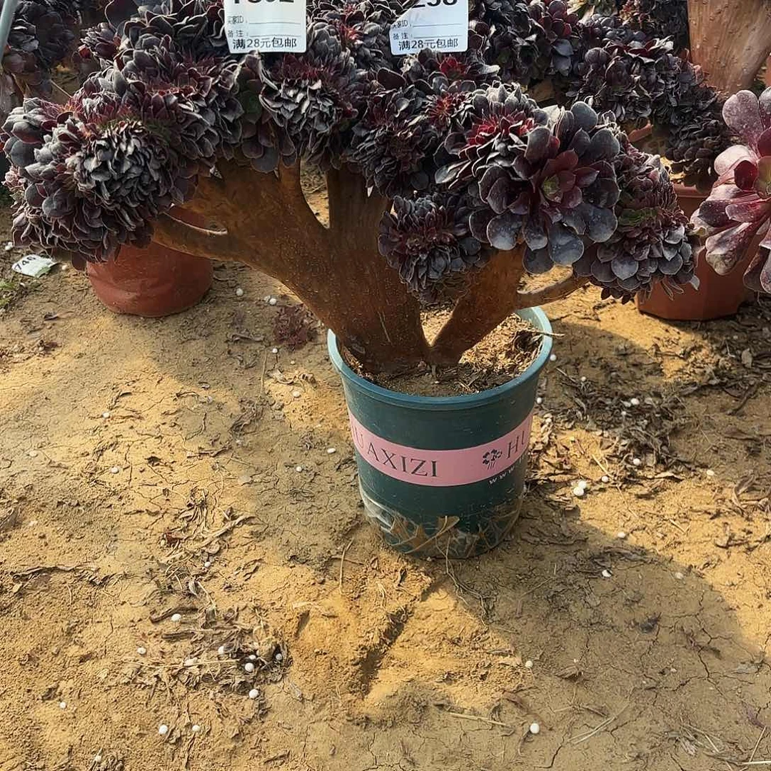 花**州802欧子缀258换这颗补差价多肉植物