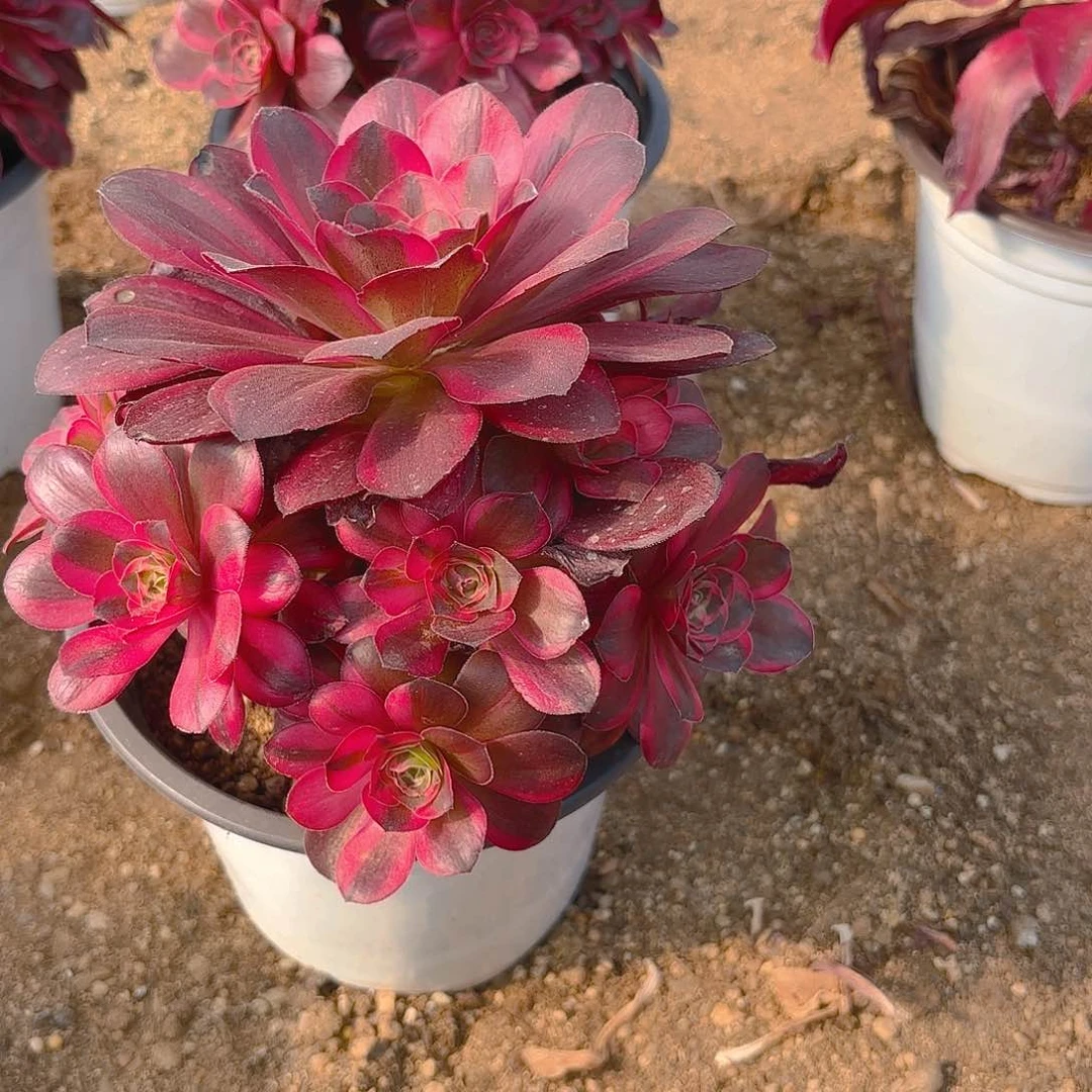 纳福多肉植物四号