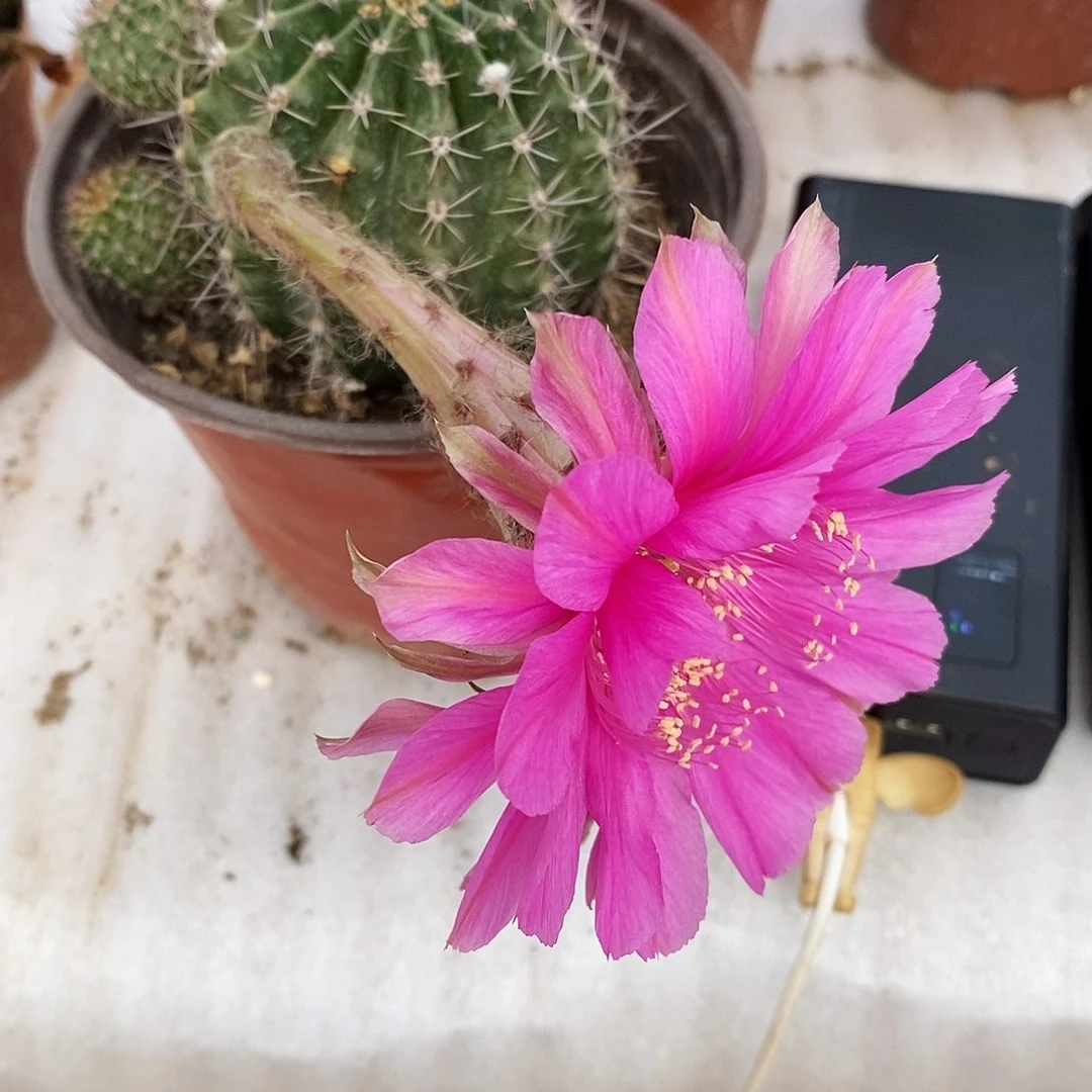 春**开红太阳侧芽20包邮