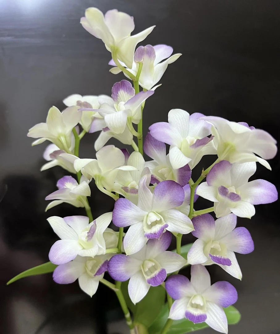 贵夫人【 秋石斛 】 爆花耐寒好养护 云南鲜花绿植