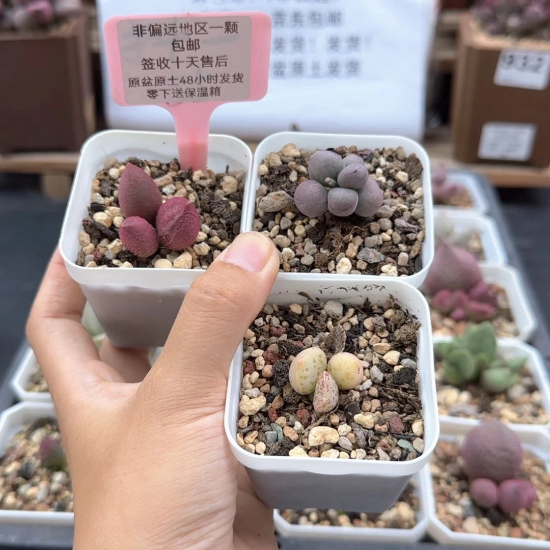 213少女心球球紫蛋紫马蛋