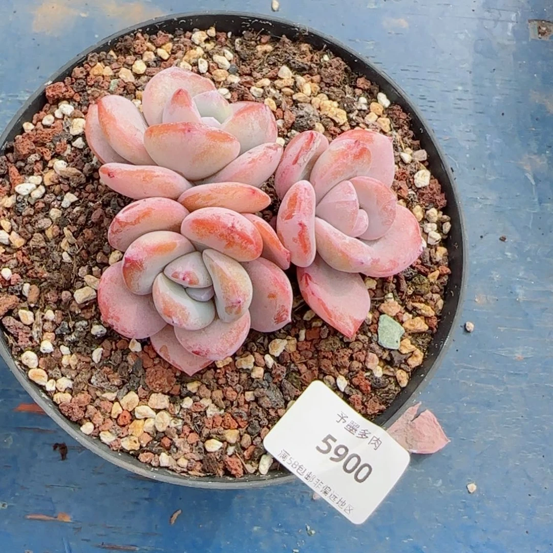 西*安奶茶，5900多肉植物