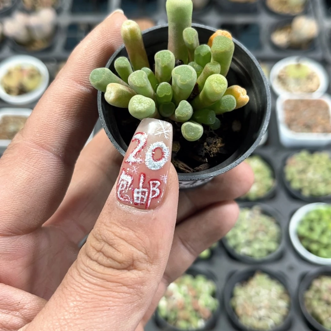 玛*_24612一物一拍单头发货