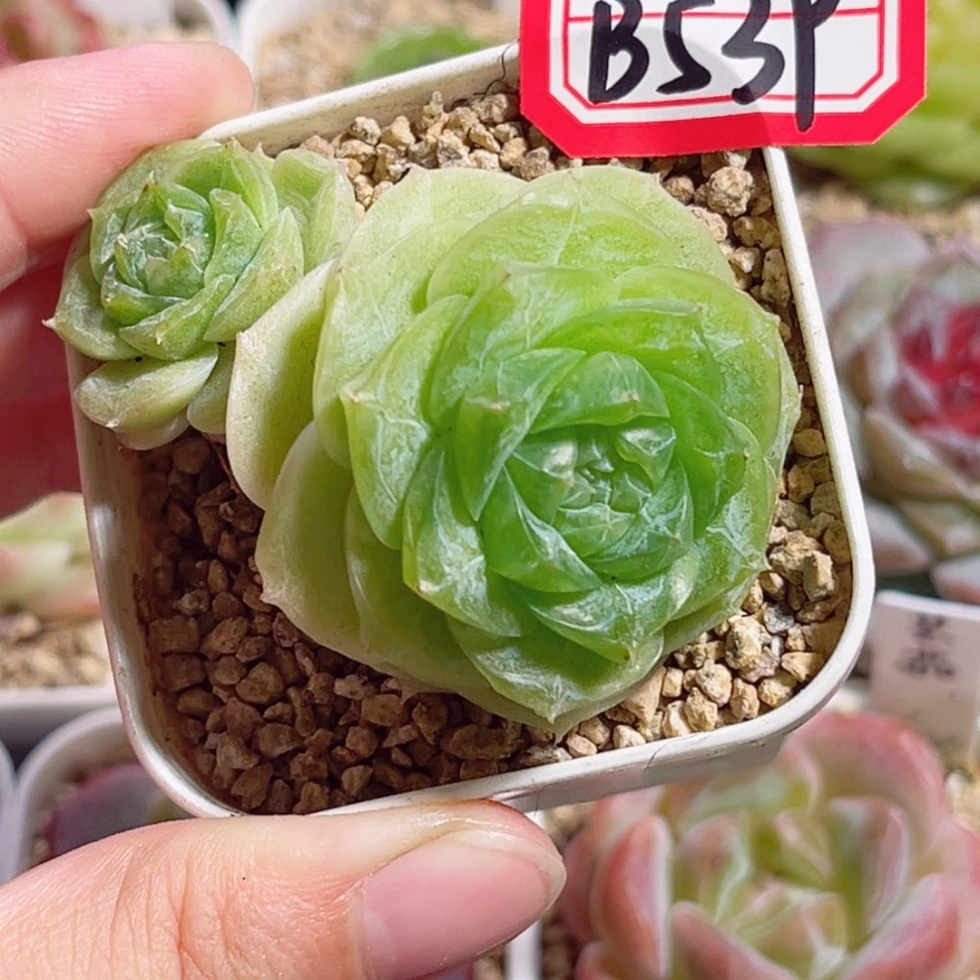 B539 一物一拍 宋锦