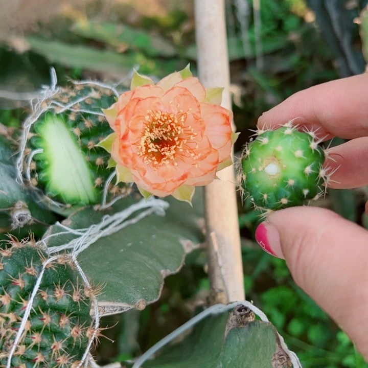 23丽花96歪无根侧芽2一3公分左右20包邮