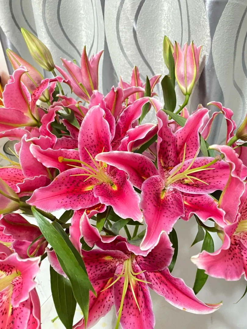 （粉色）东方红香水百合 辽宁凌源产地发货  家庭插画首选