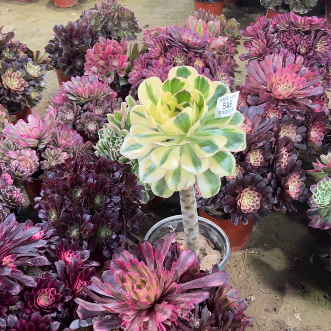 546燕资锦多肉植物法师