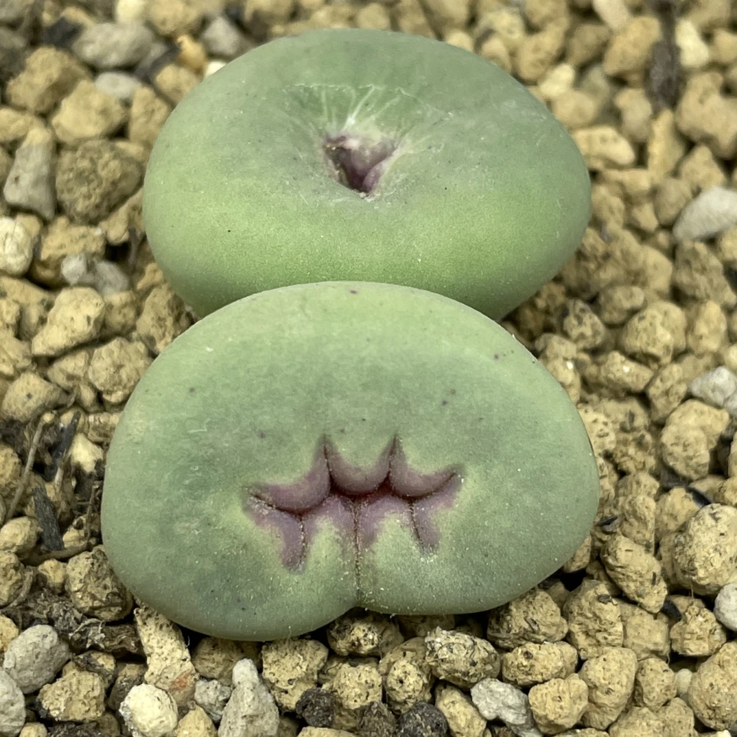 变异大型红嘴链接。