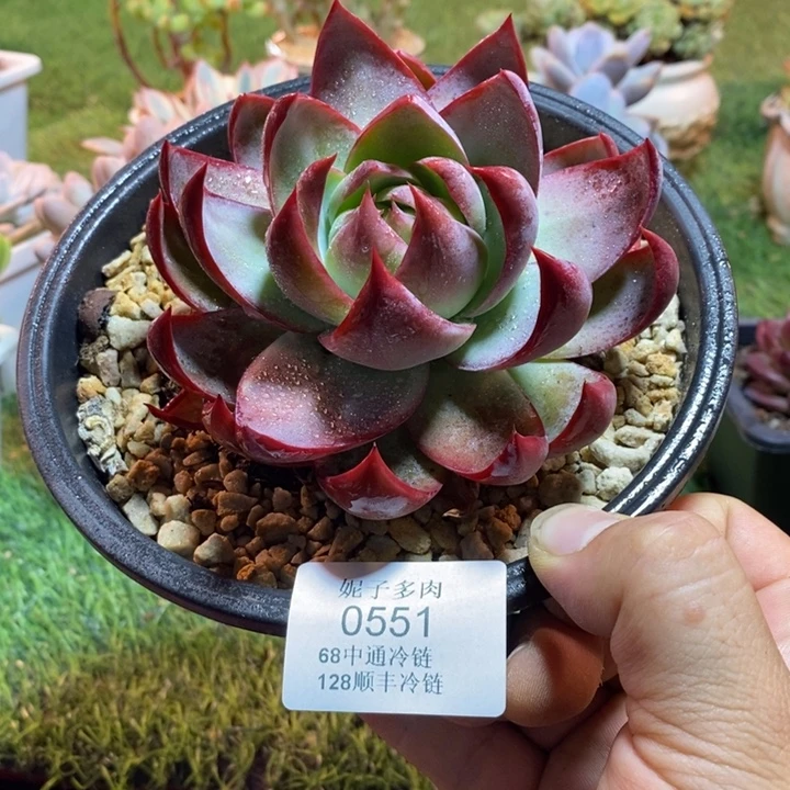 0551啊啊啊啊啊啊啊啊啊啊
