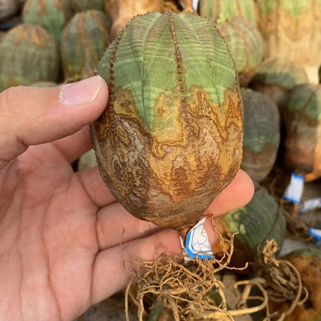 24 欧系实生布纹球多肉植物