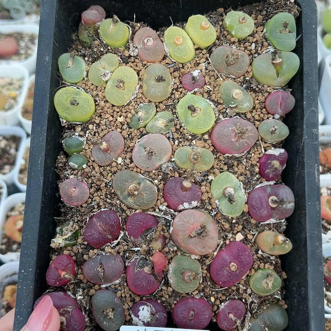 362毛汉尼带盆土发货