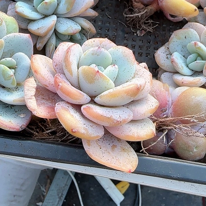 猫**酥青蛙王子儿童牙膏111