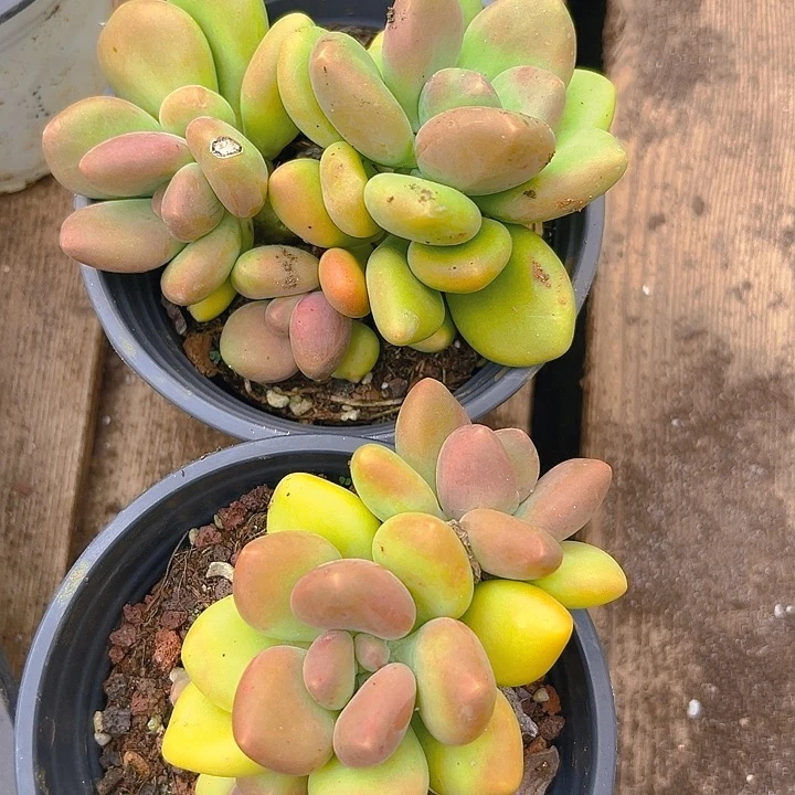 小***肌2棵芒果系列美人多一物一拍