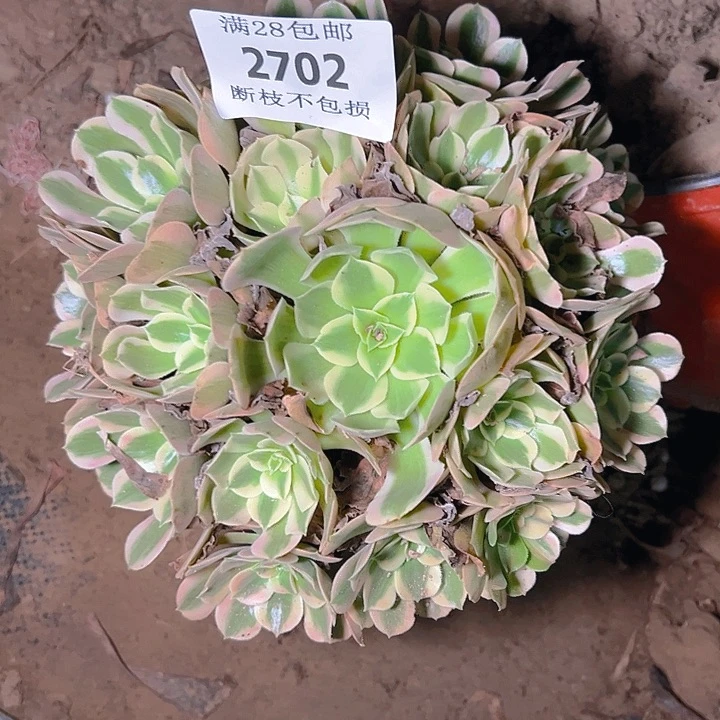 2702粉女郎多肉植物