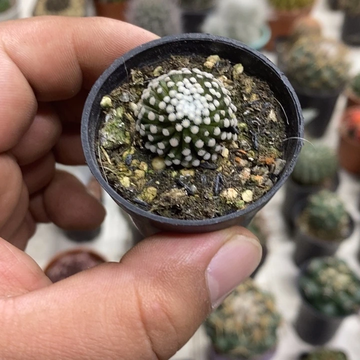 松针牡丹特价包邮