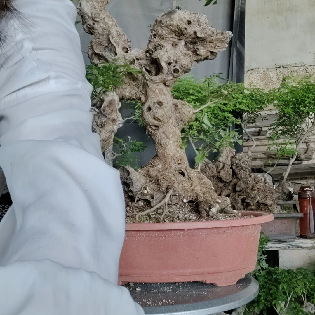 心****无花朵黄荆盆景黄荆盆景