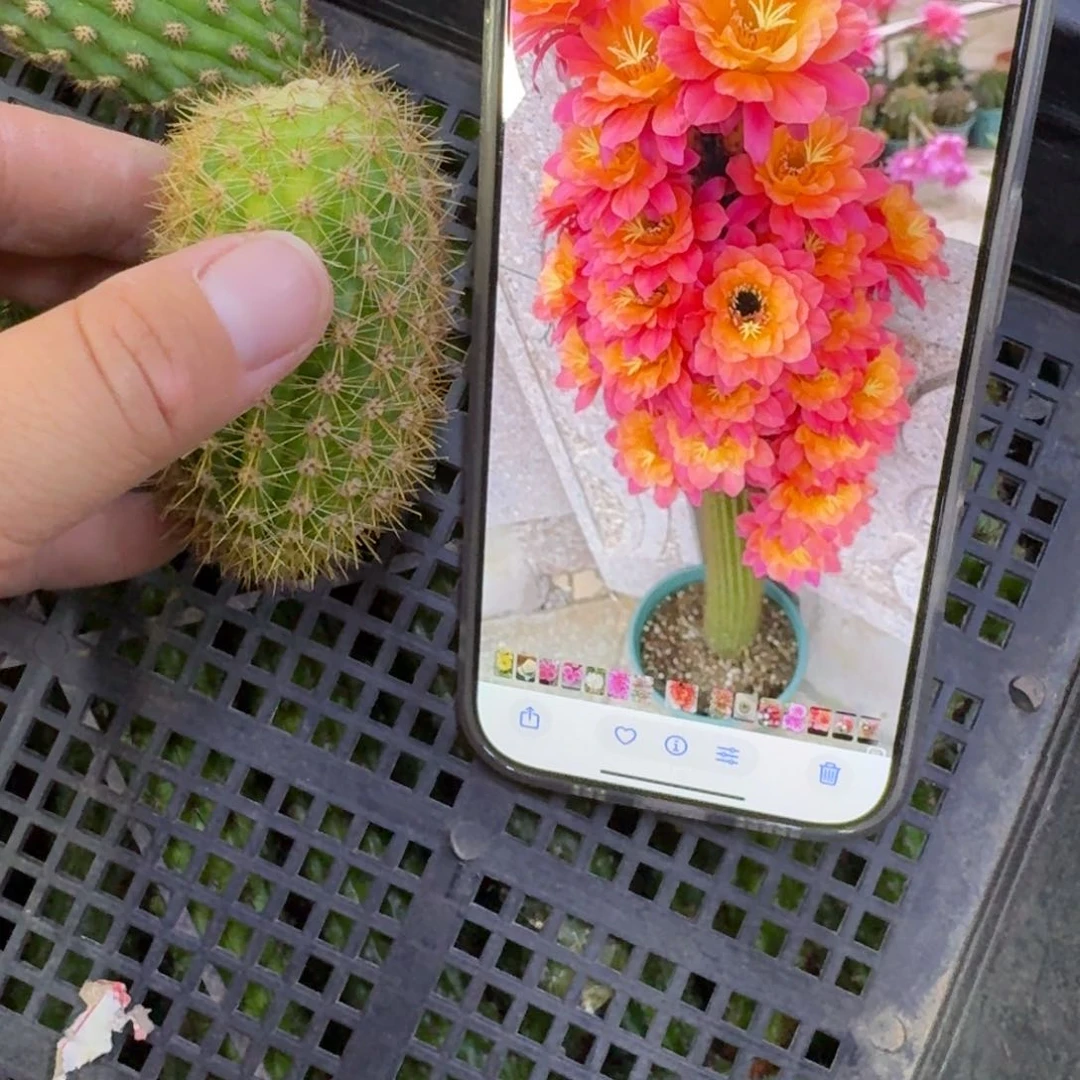 301金妞时光歪无根侧牙5公分左右，20包邮