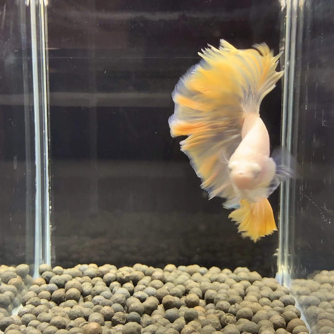 海水鱼七弟泰国斗鱼15