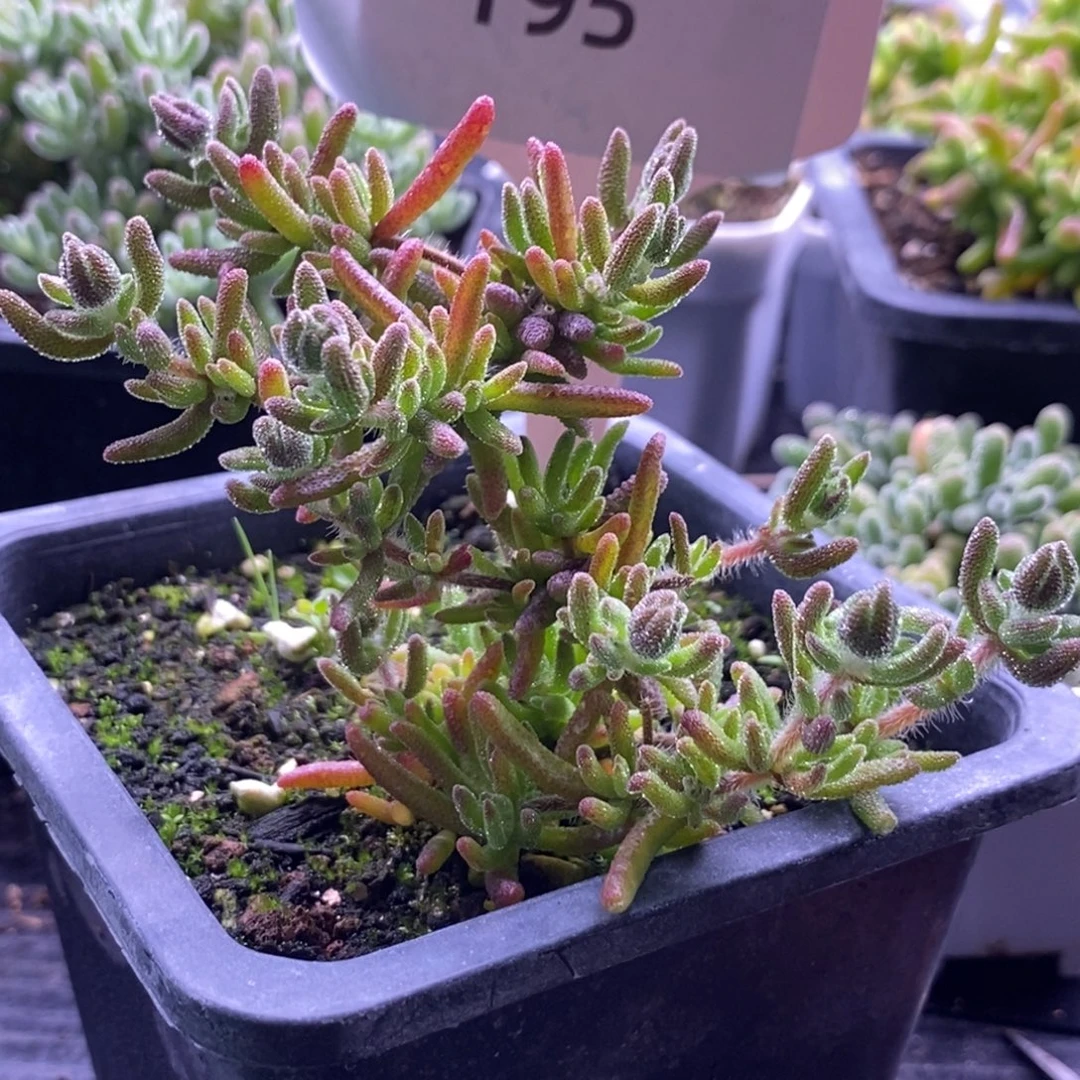 195下播福利炸。