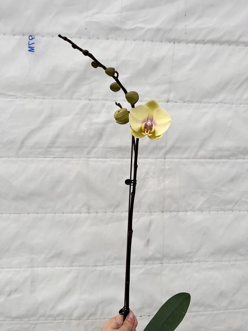 云鹏蝴蝶兰（巴黎魅惑）带花带花苞发货