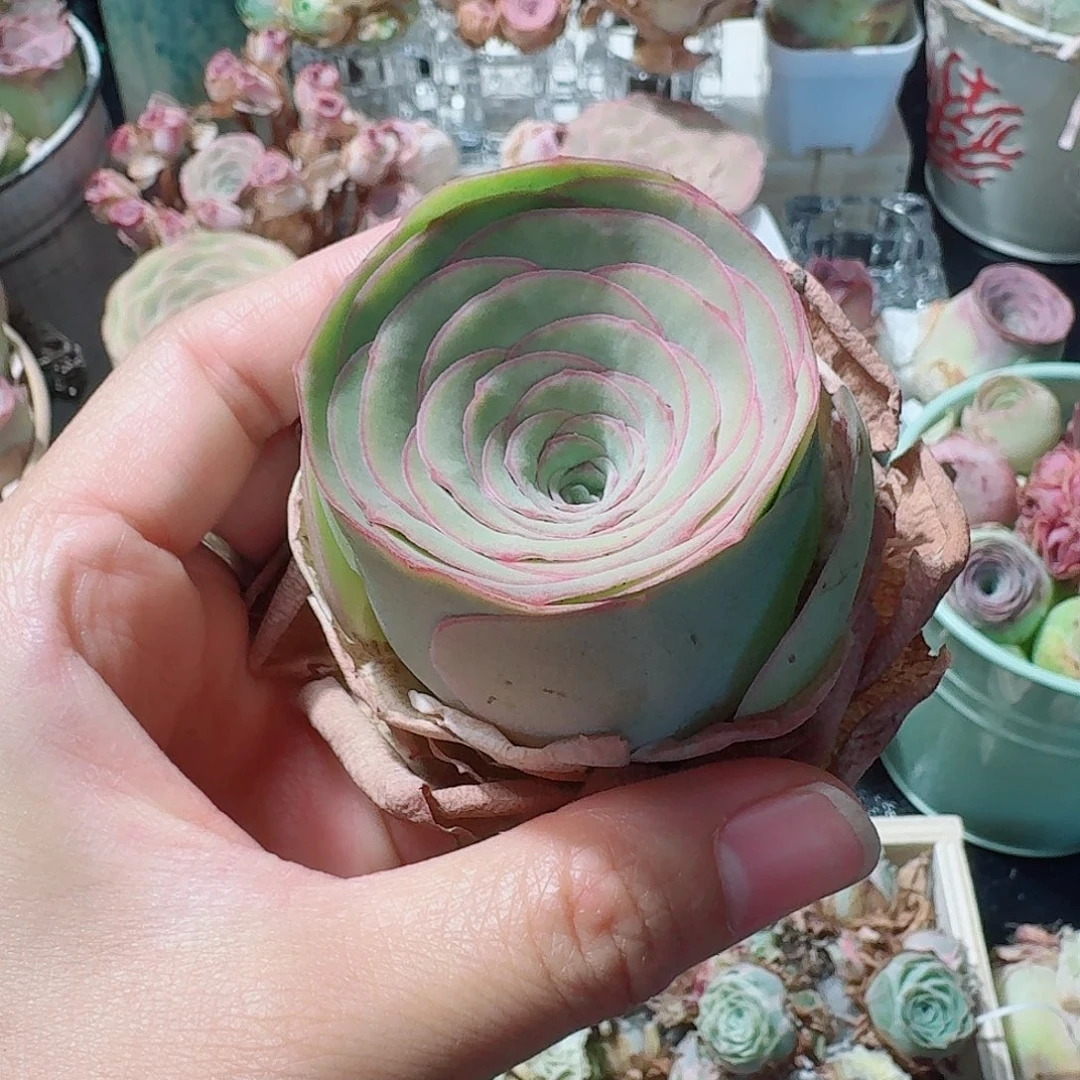 边线款大酒杯全状态一物一拍