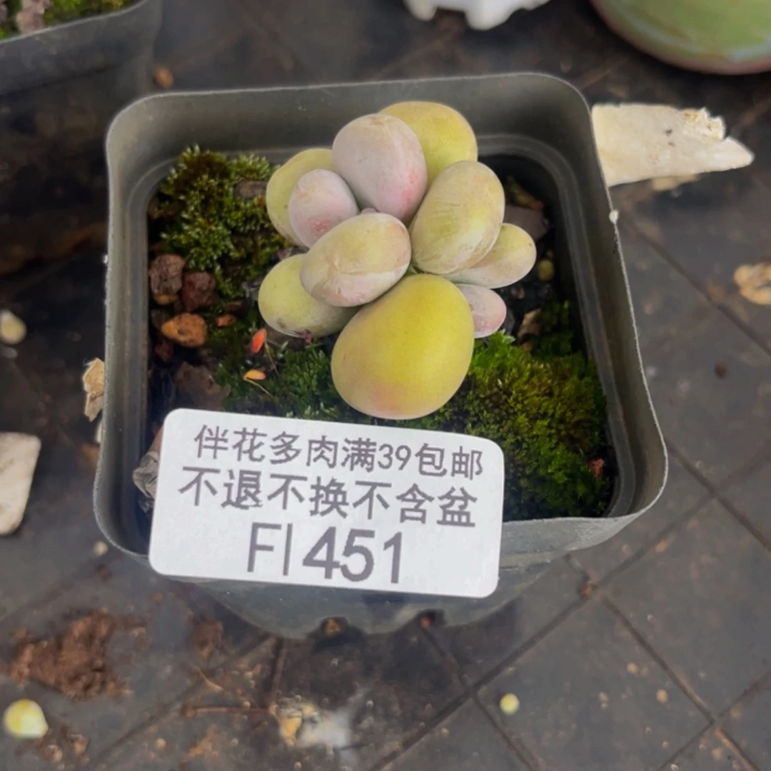 *****451-蛋黄奶多肉2cm多肉