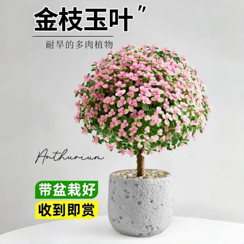 金枝玉叶盆栽室内绿植老桩棒棒糖造型肉肉花卉好养耐旱多肉植物