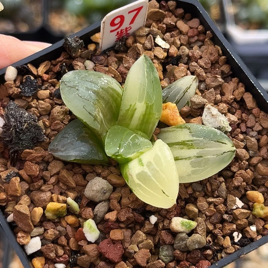 97冰城寿锦福利福利